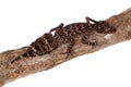 Australian leaf-tailed geckos on white