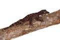 Australian leaf-tailed geckos on white