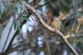 Australian lewin`s honeyeater Royalty Free Stock Photo