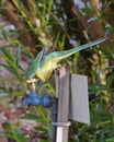 Australian Lincoln Ringneck