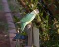 Australian Lincoln Ringneck bird