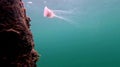 Australian Lions Mane Jellyfish at Port Hughes