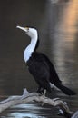 Australian Little Pied Cormorant Bird Royalty Free Stock Photo