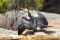 Australian Little Pied Cormorant Royalty Free Stock Photo