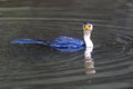 Australian Little Pied Cormorant Royalty Free Stock Photo