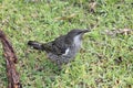 Australian Little Wattle Bird