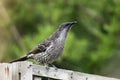 Australian little wattlebird Royalty Free Stock Photo
