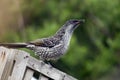 Australian little wattlebird Royalty Free Stock Photo