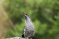 Australian little wattlebird Royalty Free Stock Photo