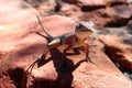 An australian lizard posing in King canyon . Outhback Australia