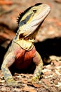 Australian Lizard