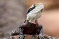 Australian Lizard Royalty Free Stock Photo