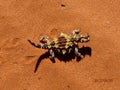 Australian Lizard - Thorny Devil Royalty Free Stock Photo