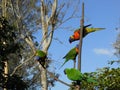 Australian lorikeets