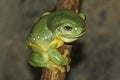 Magnificant Tree Frog Royalty Free Stock Photo