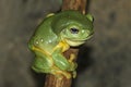 Magnificant Tree Frog