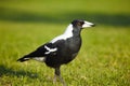 Australian magpie Royalty Free Stock Photo