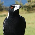 Australian magpie Royalty Free Stock Photo