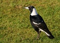 Australian Magpie Royalty Free Stock Photo