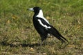 Australian Magpie