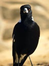 Australian Magpie