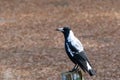Australian magpie bird in black and white plumage perching on wood during Autumn in Australia