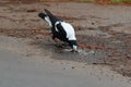 Australian Magpie bird trying to drink water on the street during hot day in Australia.