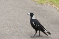 Australian magpie Royalty Free Stock Photo