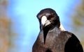 Headshot profile and upper body closeup Australian magpie bird