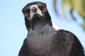 Australian Magpie Closeup facing camera Royalty Free Stock Photo