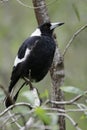 Australian Magpie (Cracticus tibicen) Royalty Free Stock Photo