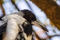 Australian Magpie Cracticus Tibicen Royalty Free Stock Photo