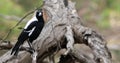 Australian Magpie, Cracticus tibicen, on branch