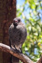 Australian Magpie (Cracticus tibicen) Royalty Free Stock Photo