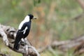 Australian Magpie, Cracticus tibicen, perched Royalty Free Stock Photo
