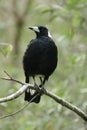 Australian Magpie (Cracticus tibicen) Royalty Free Stock Photo