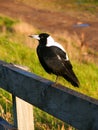 Australian Magpie (Cracticus tibicen) Royalty Free Stock Photo