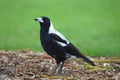 Australian Magpie (Cracticus tibicen)