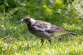 Australian Magpie