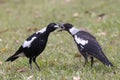 Australian Magpie feeding