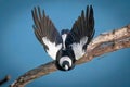 Australian Magpie in-flight