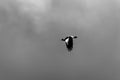 An Australian magpie flying across a dark cloudy backdrop