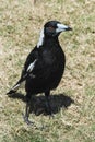 The australian magpie gymnorhina tibicen is a medium sized black Royalty Free Stock Photo