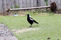 Australian magpie (Gymnorhina tibicen) feeding in a house garden : (pix Sanjiv Shukla)