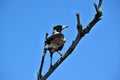 Australian Magpie Gymnorhina tibicen in Noosa National Park Royalty Free Stock Photo