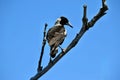 Australian Magpie Gymnorhina tibicen in Noosa National Park Royalty Free Stock Photo