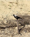 Australian Magpie Gymnorhina Tibicen perching on Royalty Free Stock Photo