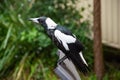 The Australian magpie - Gymnorhina tibicen- sitting on the chair at the backyard during a heavy rain.