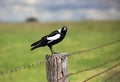 Australian Magpie