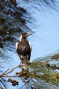 Australian magpie (Gymnorhina tibicen)